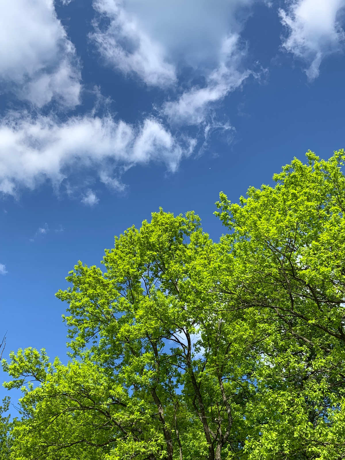 Весенний лес и голубое небо | Сетка — социальная сеть от hh.ru