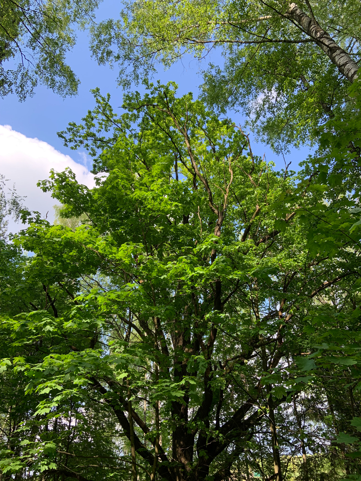 Огромный старый клен. Сначала подумал дуб. Ан нет. Клен. КЛЁНИЩЕ!) | Сетка — социальная сеть от hh.ru