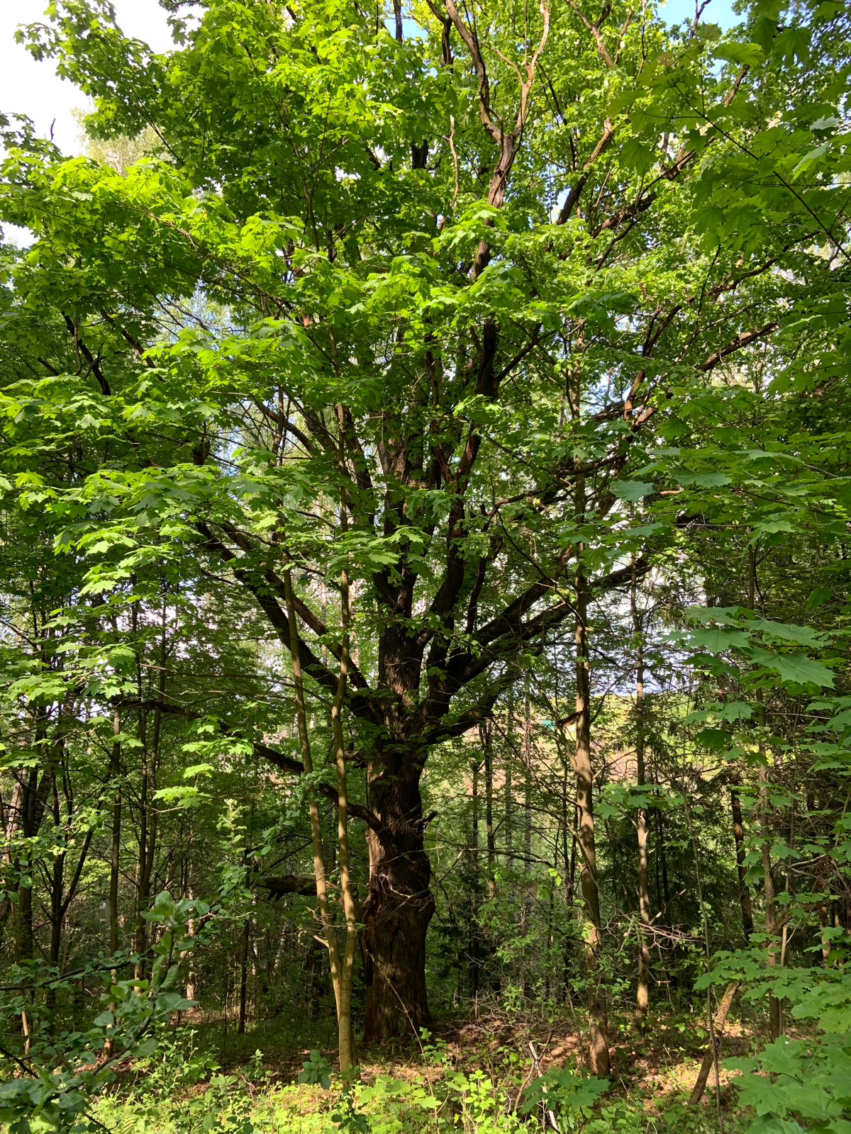 Огромный старый клен. Сначала подумал дуб. Ан нет. Клен. КЛЁНИЩЕ!) | Сетка — социальная сеть от hh.ru