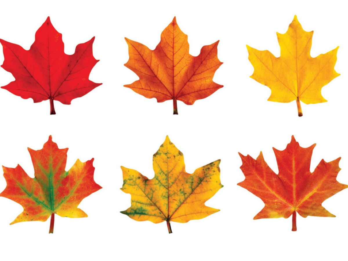 Тем временем в Нидерландах | Сетка — социальная сеть от hh.ru