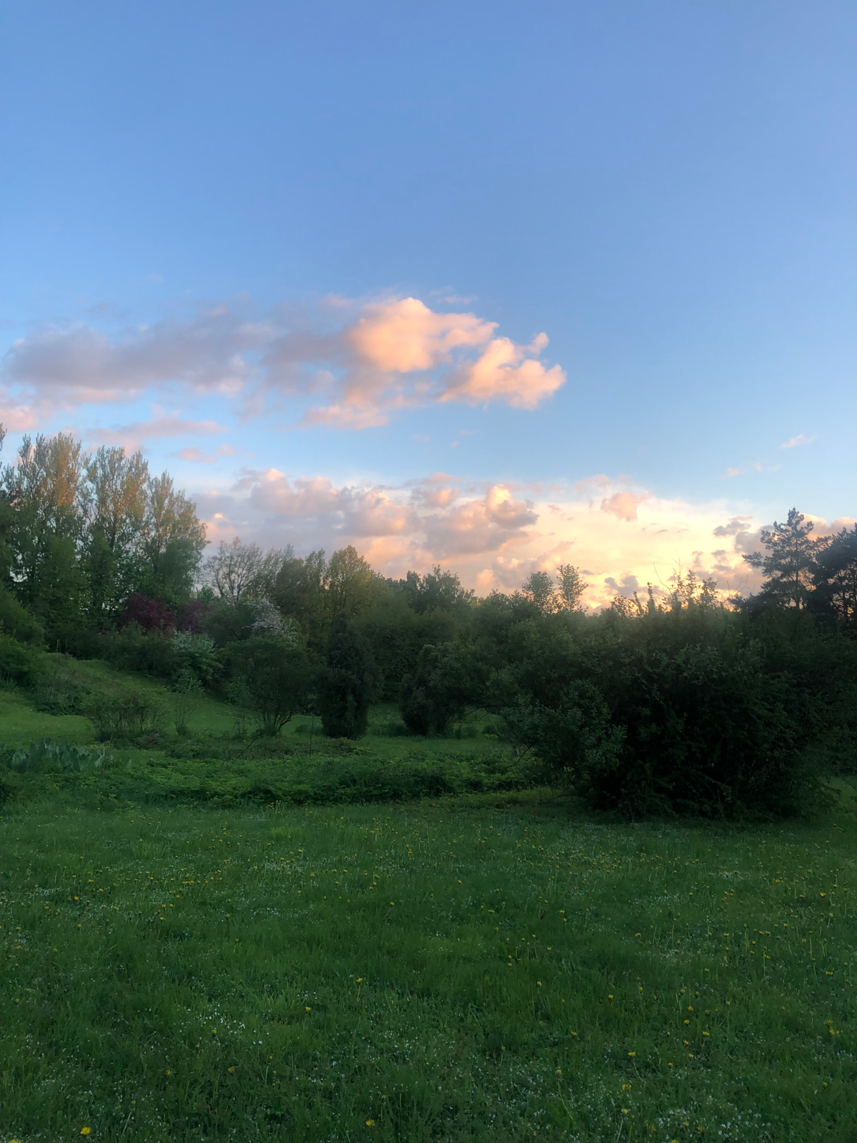 Если в Ботаническом саду пролезть в дырку в заборе, это нужно делать в мае, конечно, то вы увидите это | Сетка — социальная сеть от hh.ru