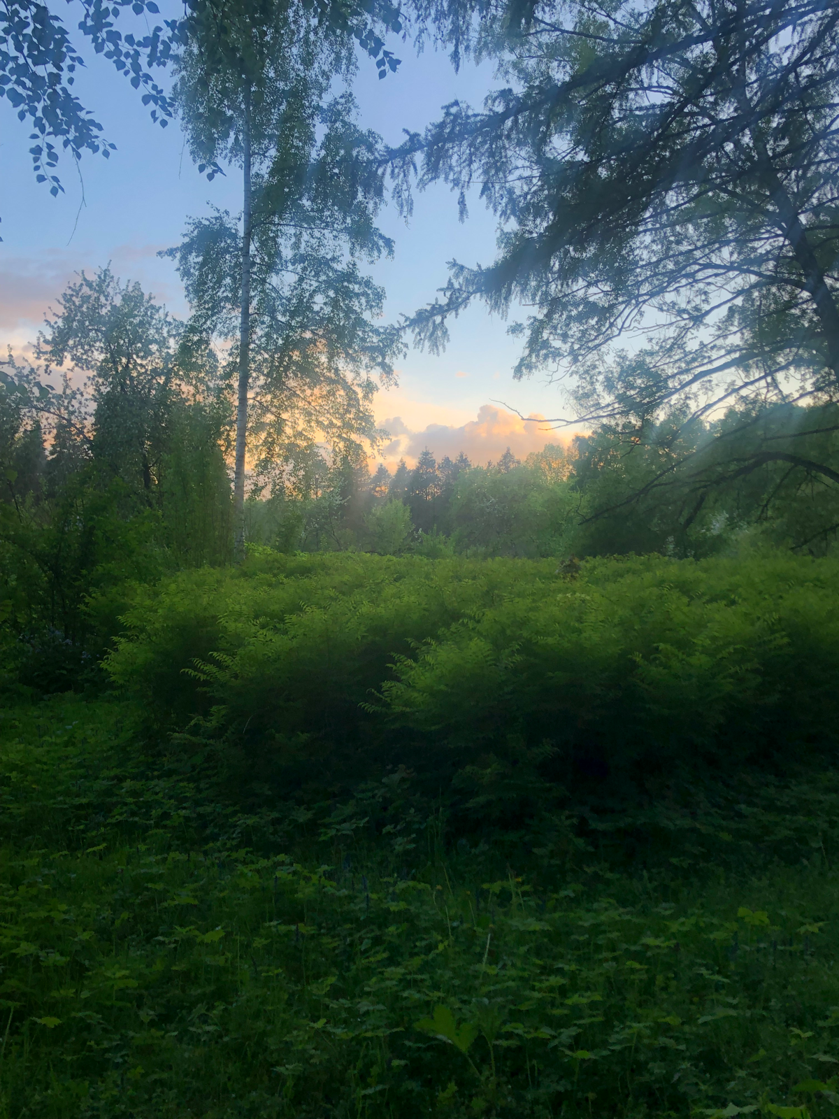 Если в Ботаническом саду пролезть в дырку в заборе, это нужно делать в мае, конечно, то вы увидите это | Сетка — социальная сеть от hh.ru