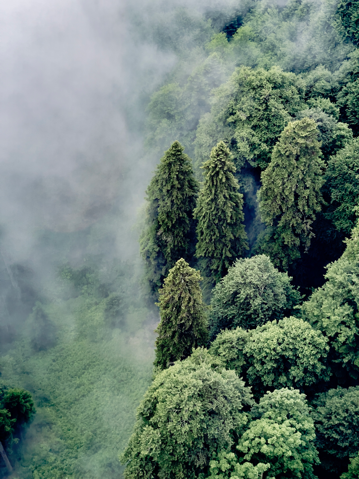 Красная поляна. Шикарные виды во время поездки на канатной дороге. | Сетка — социальная сеть от hh.ru