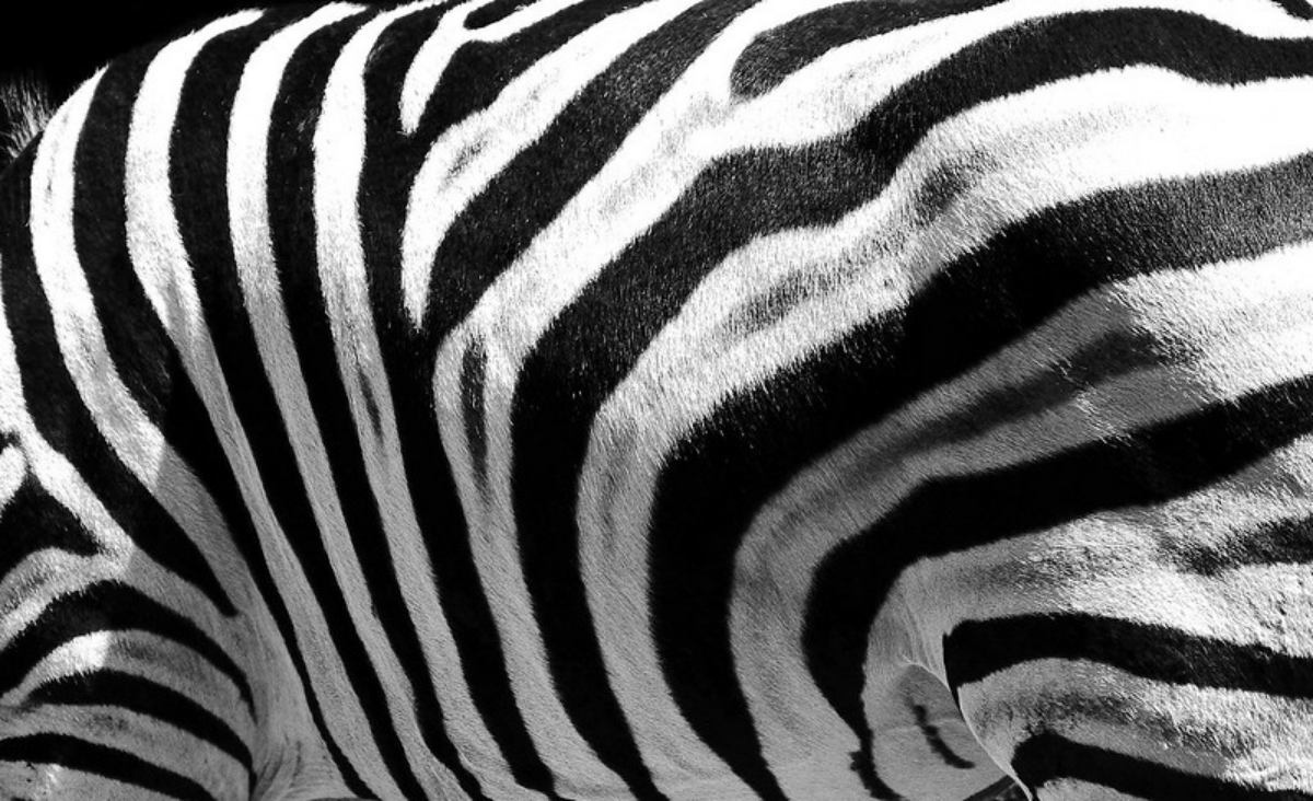 Правила травоядных: когда партнерство и этика имеют значение | Сетка — социальная сеть от hh.ru