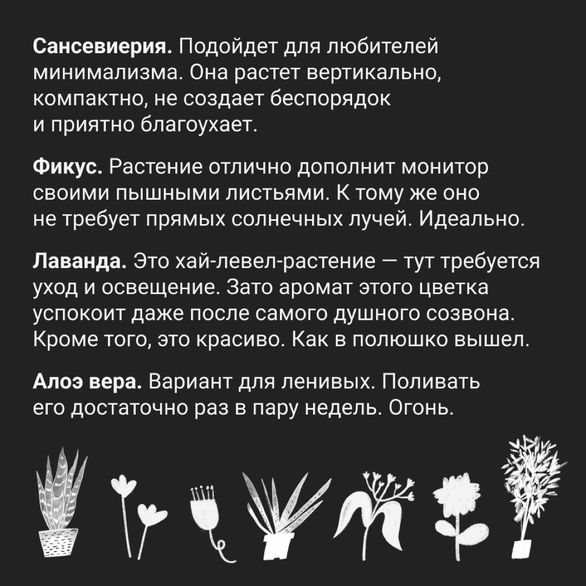 Какие растения посадить у компа, чтобы было кайфово | Сетка — социальная сеть от hh.ru