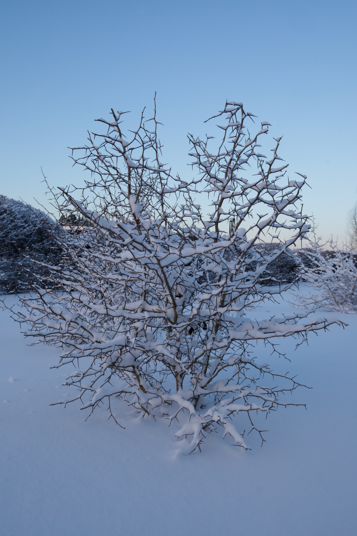 Зима, зима, зима 🤍 | Сетка — социальная сеть от hh.ru