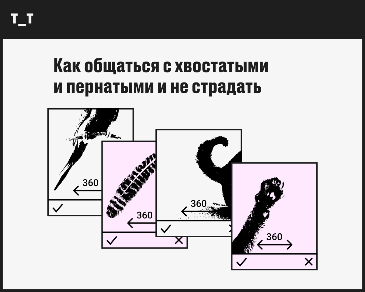 Как и мы, котаны и пёсели никогда не остаются в одиночестве — с ними постоянно тусит компания вирусов и бактерий | Сетка — социальная сеть от hh.ru