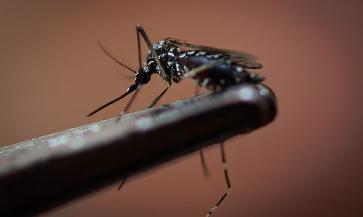 Война комаров | Сетка — социальная сеть от hh.ru