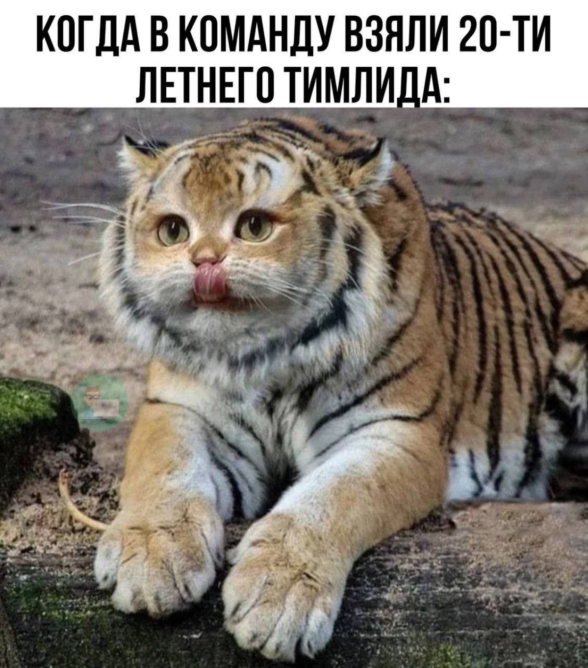 Лев тигринный😁😁😁 | Сетка — социальная сеть от hh.ru