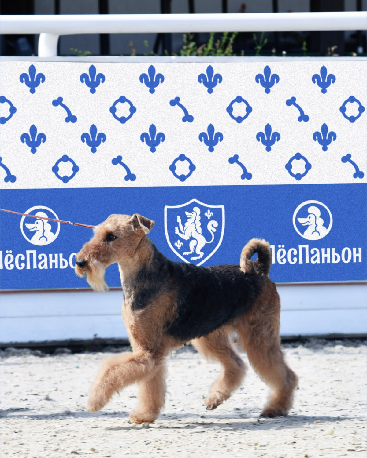 #ученики #21поток
Юлия Галкина на курсе Айдентика через Метафоры сделала концепт айдентики для школы кинологов. #метафора — мушкетёры | Сетка — социальная сеть от hh.ru