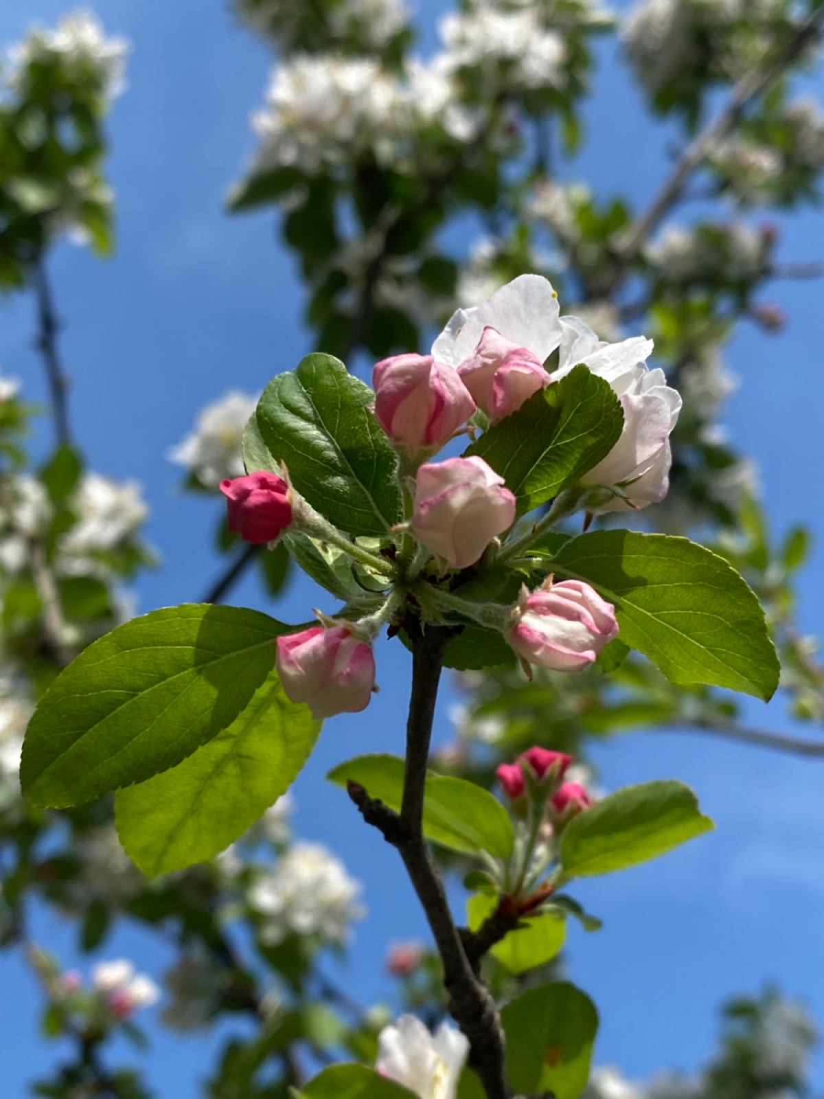 В Сочи уже цветет яблоня 🌸🍏 | Сетка — социальная сеть от hh.ru