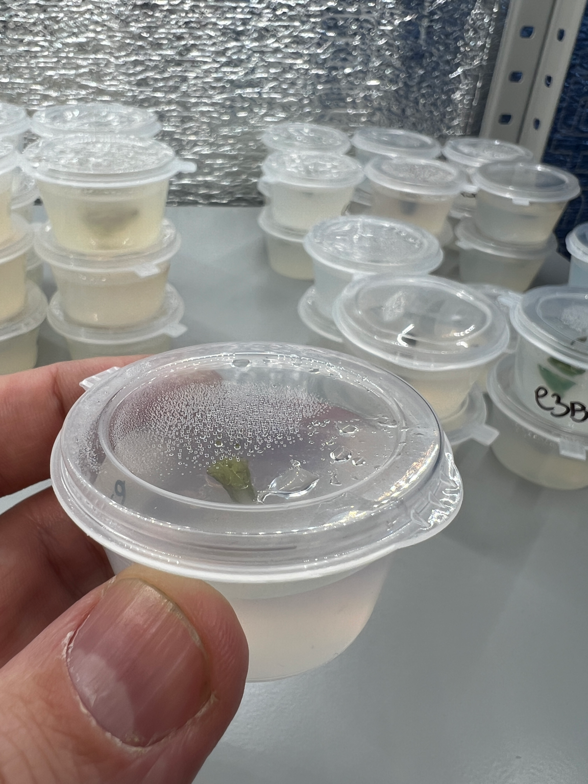 Микроклонирование. Эксперимент #3 | Сетка — социальная сеть от hh.ru