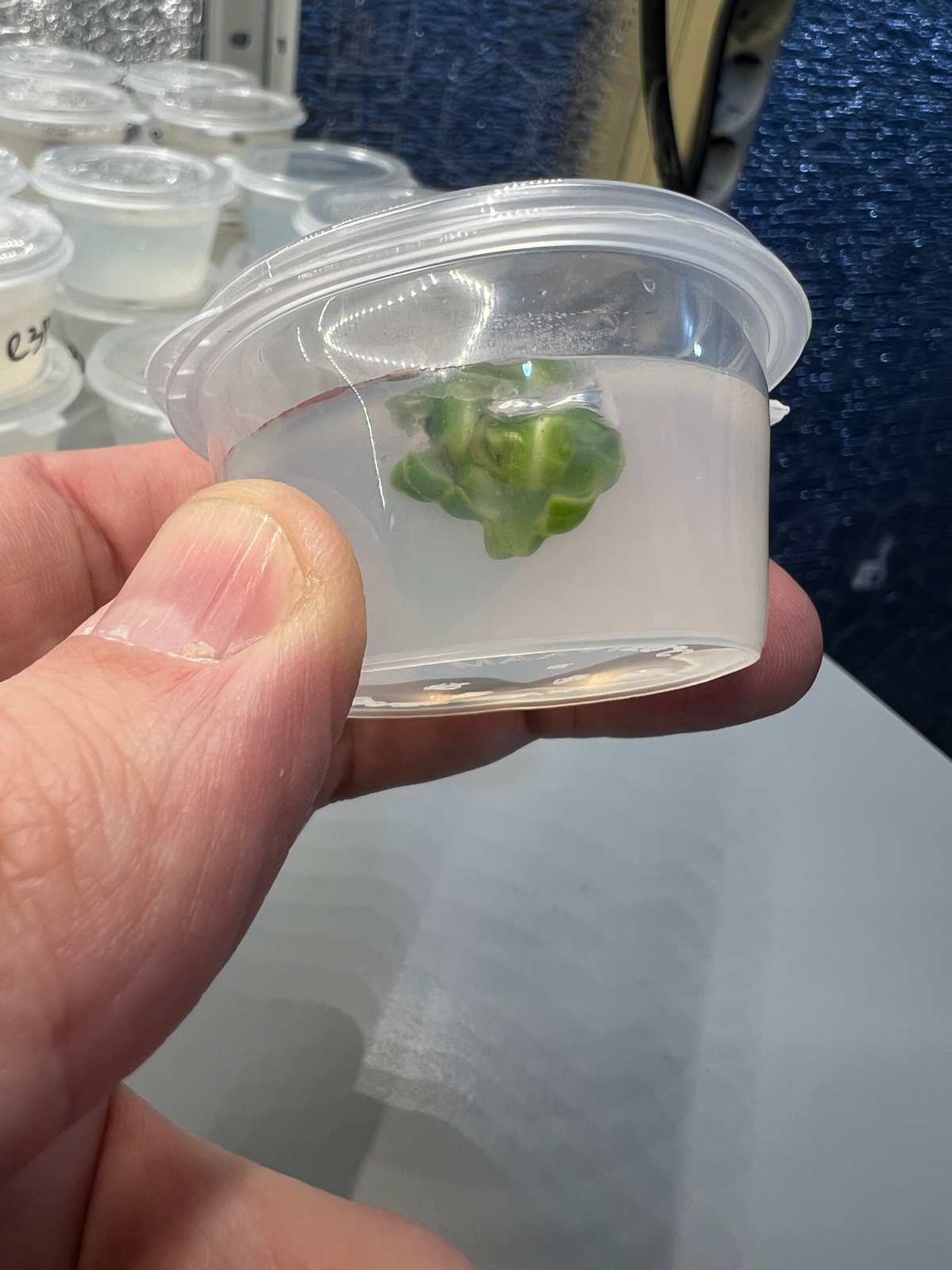 Микроклонирование. Эксперимент #3 | Сетка — социальная сеть от hh.ru