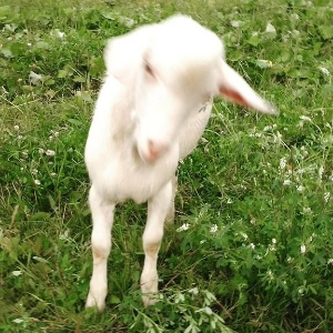 Алина Герасимова