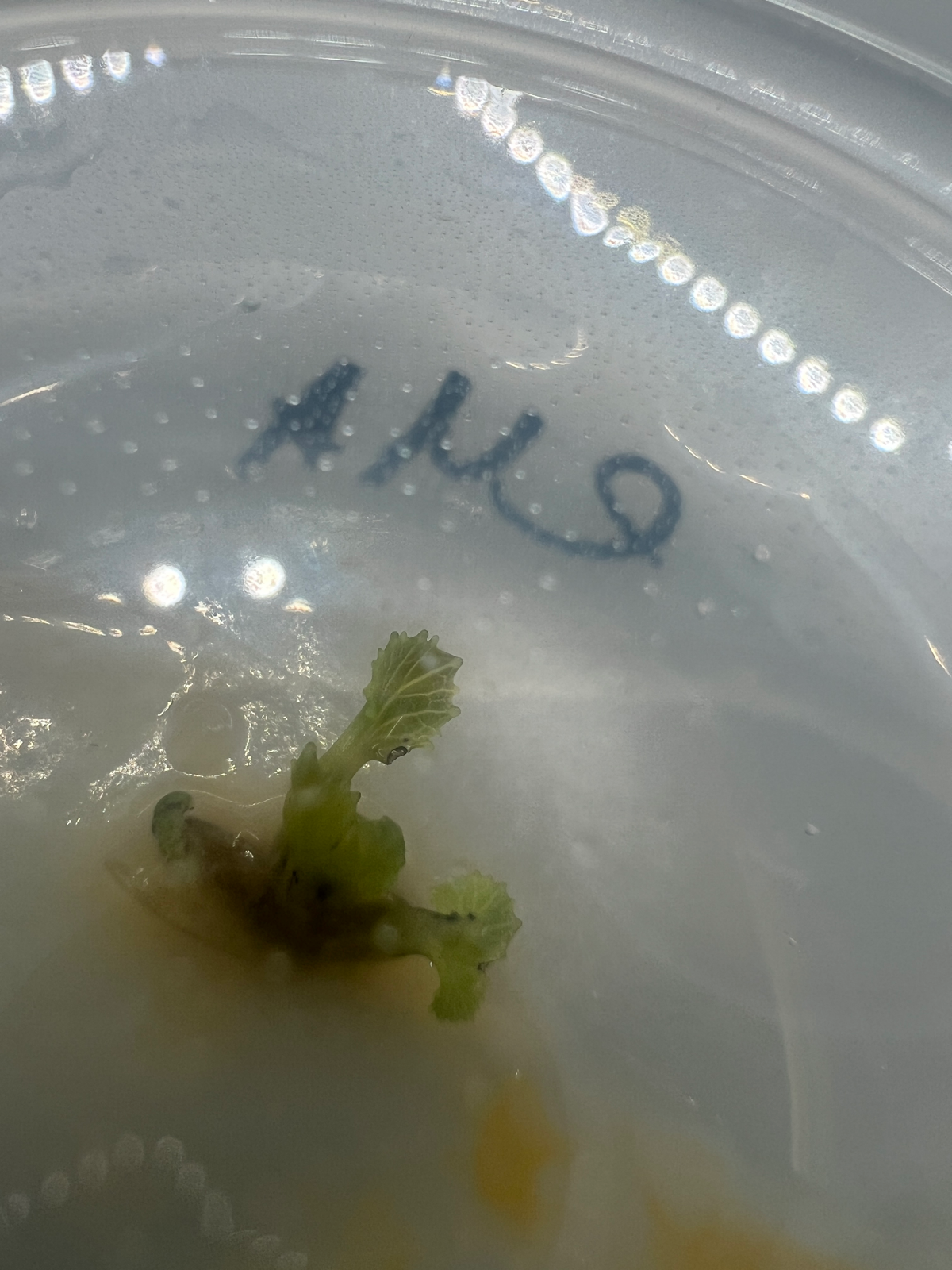 Микроклонирование. Эксперимент #4 | Сетка — социальная сеть от hh.ru