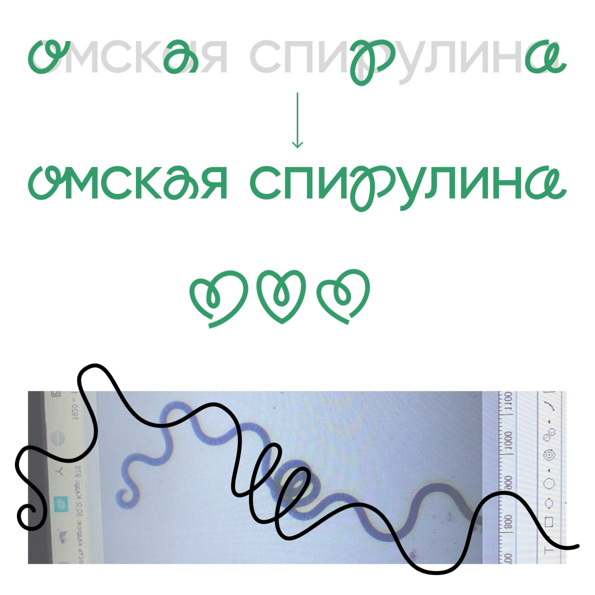 Омская спирулина ч. 1 | Сетка — социальная сеть от hh.ru