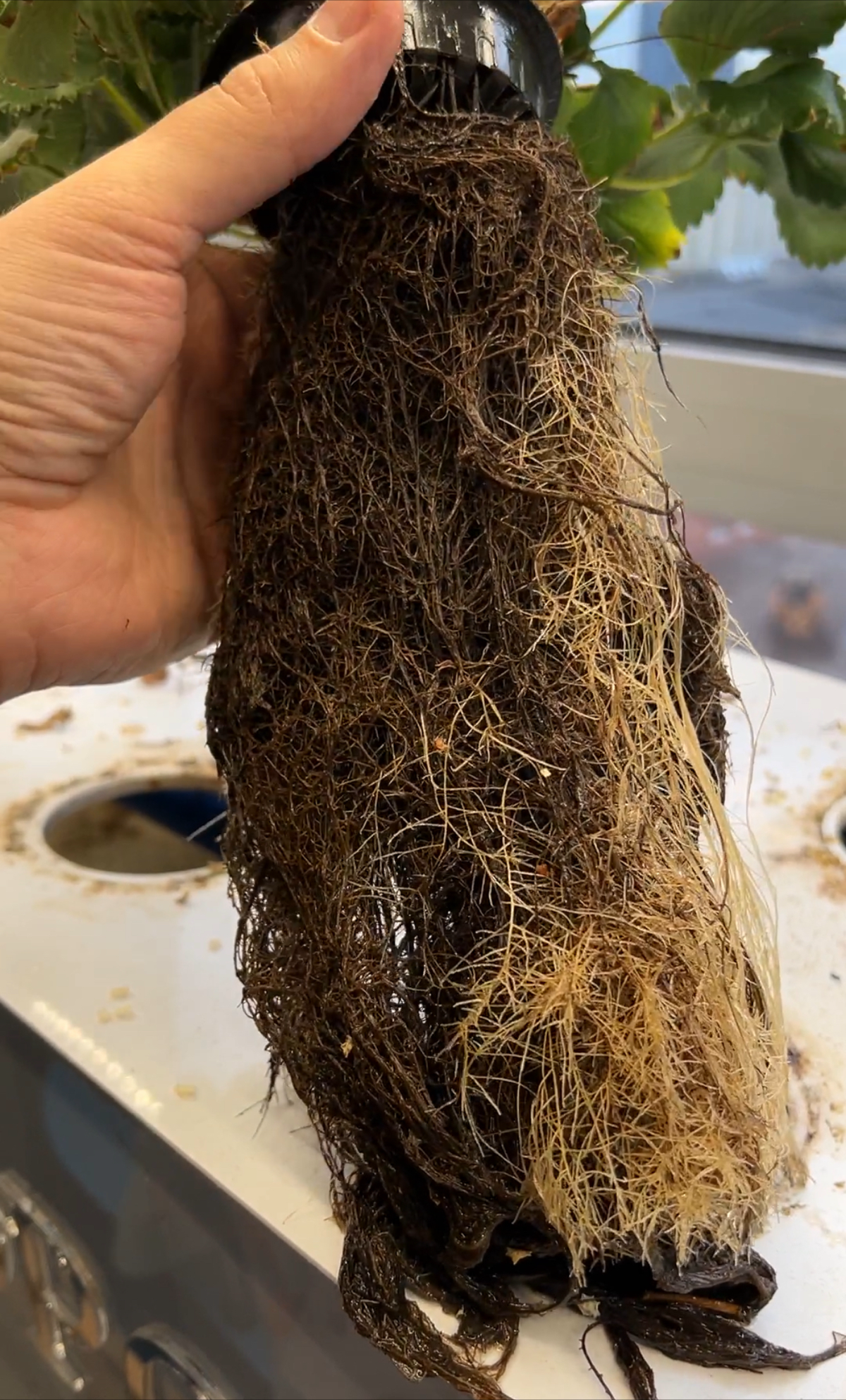 Офисная клубника | Сетка — социальная сеть от hh.ru