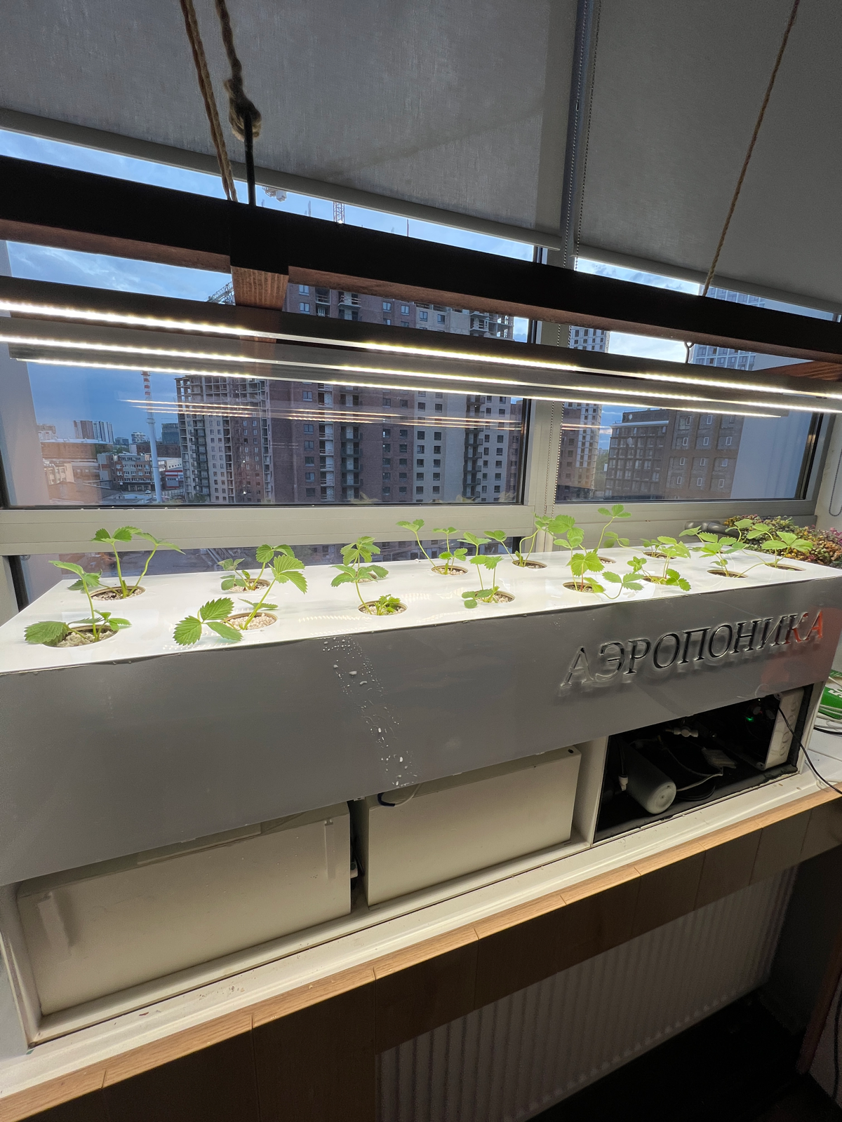 Офисная клубника | Сетка — социальная сеть от hh.ru