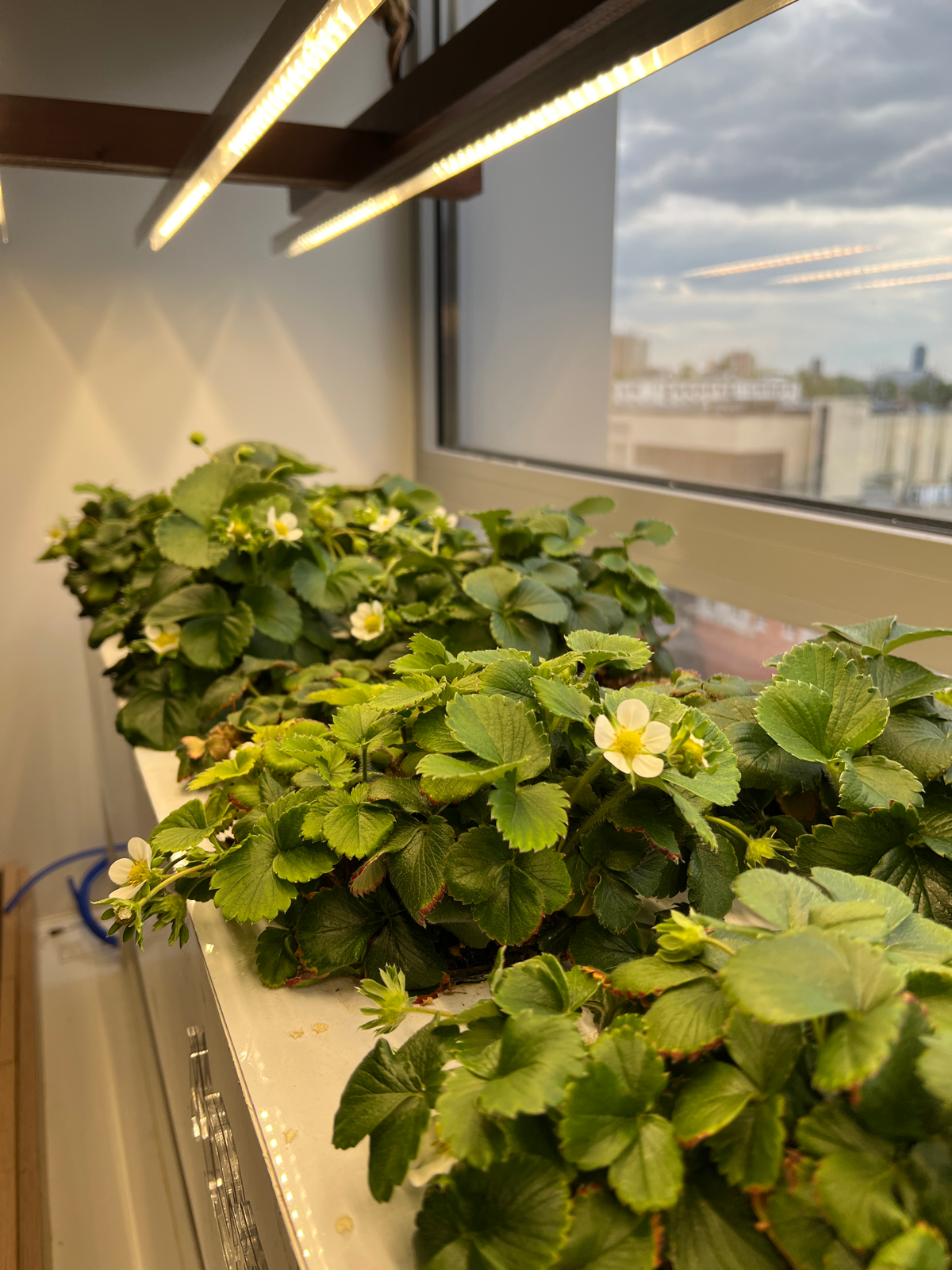 Офисная клубника | Сетка — социальная сеть от hh.ru