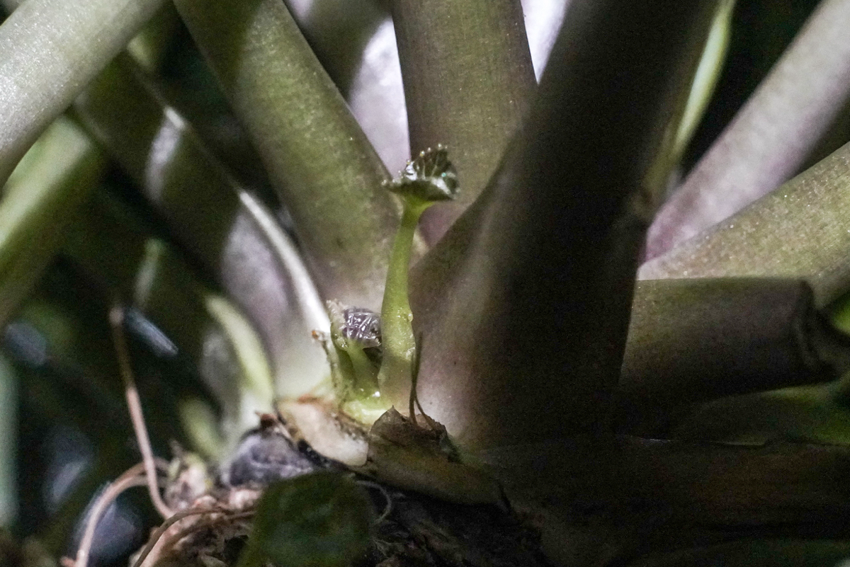 Цитокининовая паста | Сетка — социальная сеть от hh.ru