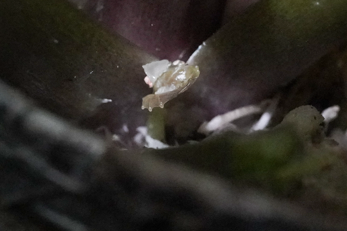 Цитокининовая паста | Сетка — социальная сеть от hh.ru