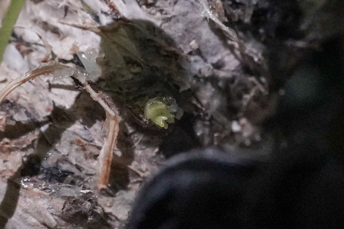 Цитокининовая паста | Сетка — социальная сеть от hh.ru