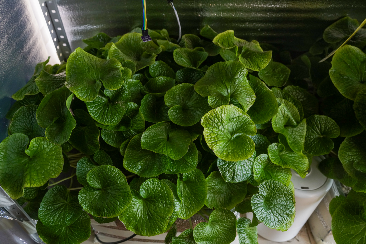 Цитокининовая паста | Сетка — социальная сеть от hh.ru