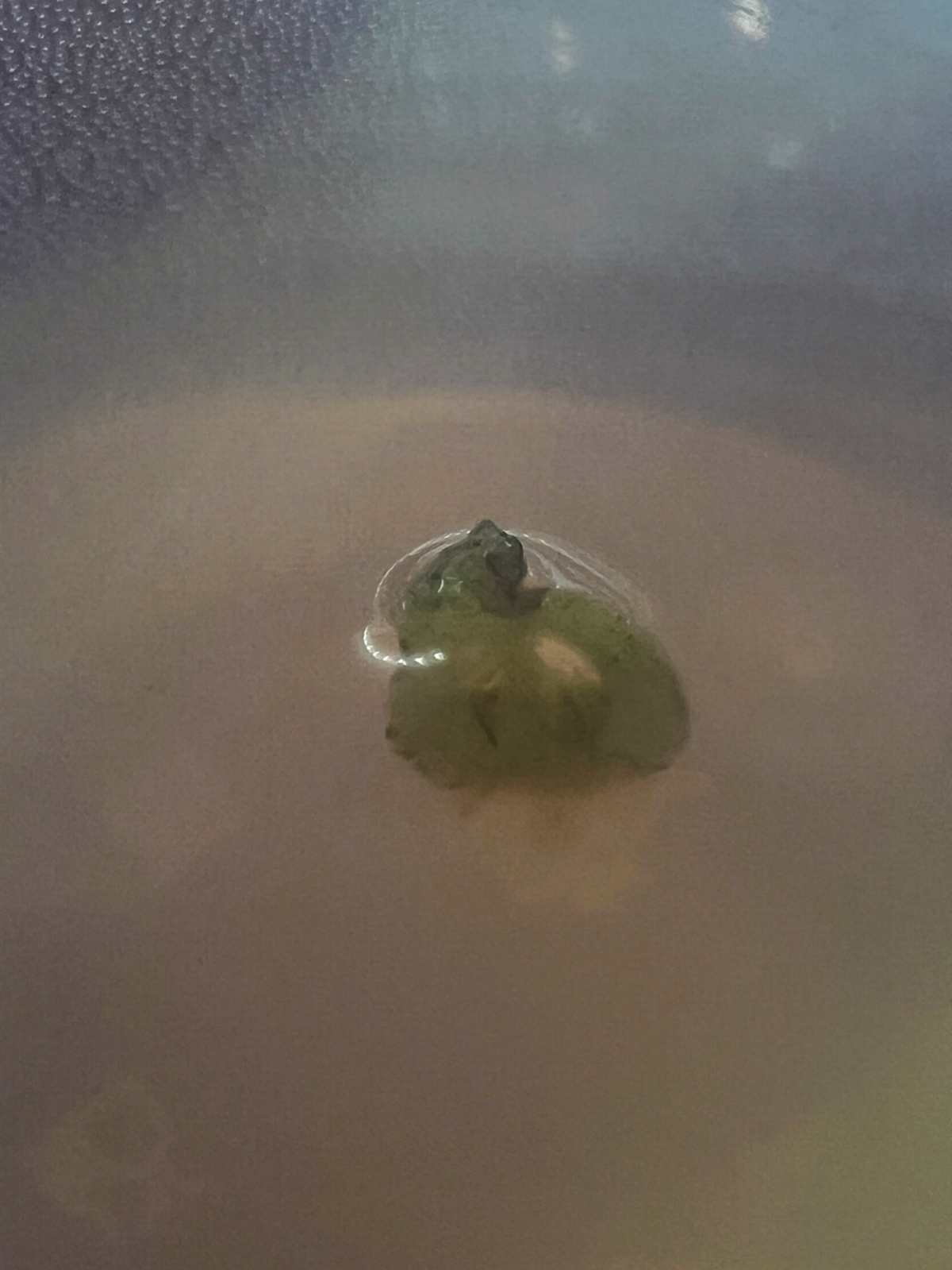 Микроклонирование. Эксперимент #5 | Сетка — социальная сеть от hh.ru