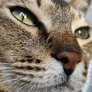 Кошка маркетолога