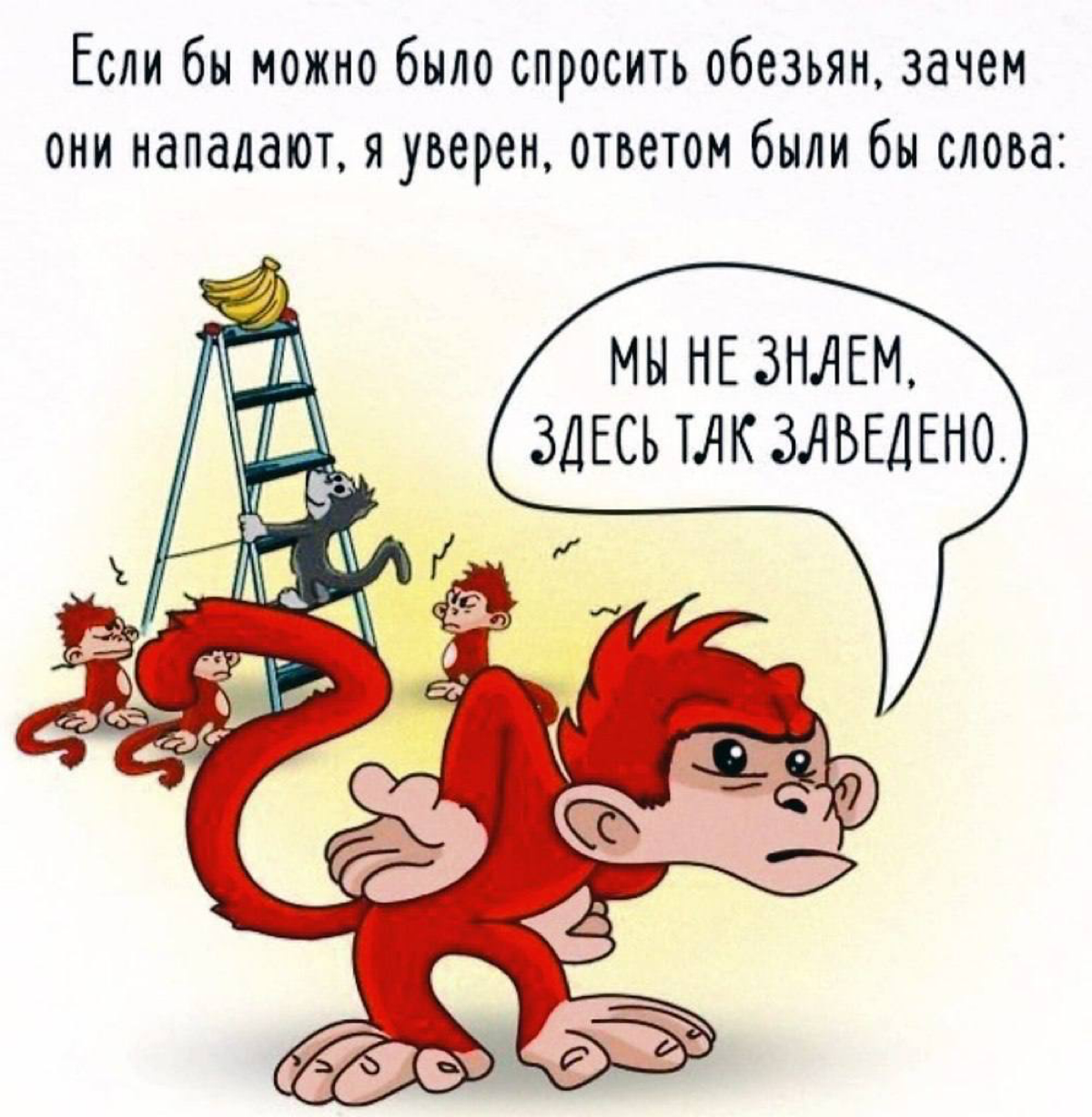 🦧Выученная беспомощность или «проблема обезьян с бананами»🍌
Все сталкивались на работе со следующим эффектом:
вы видите некую нелогичность поведения/кривые процессы, ставите задачу своему подчиненному... | Сетка — социальная сеть от hh.ru