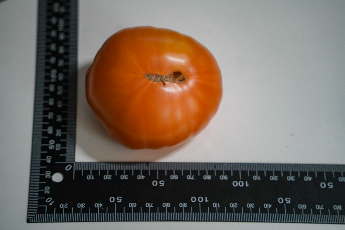 Мои помидоры | Сетка — социальная сеть от hh.ru