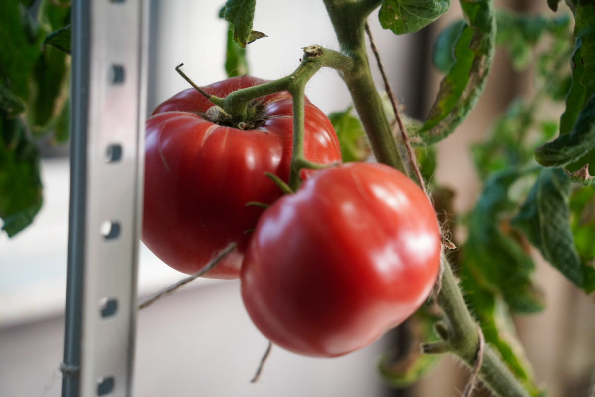 Мои помидоры | Сетка — социальная сеть от hh.ru