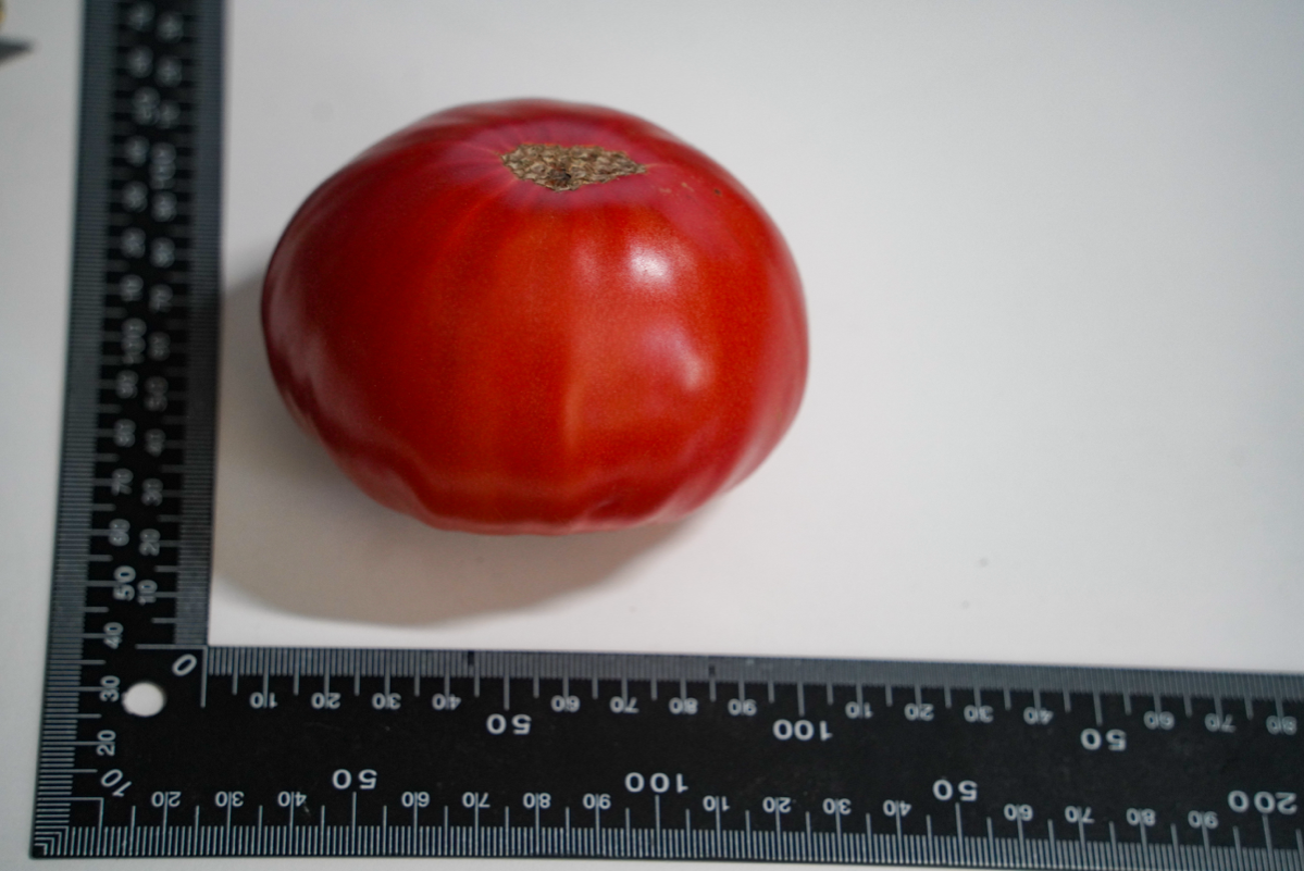 Мои помидоры | Сетка — социальная сеть от hh.ru