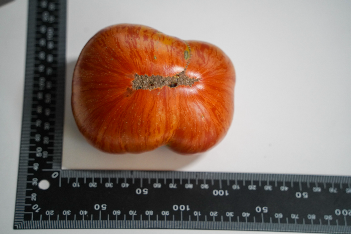 Мои помидоры | Сетка — социальная сеть от hh.ru