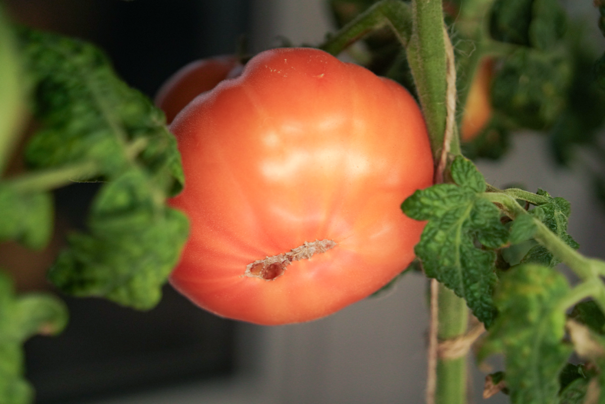 Мои помидоры | Сетка — социальная сеть от hh.ru