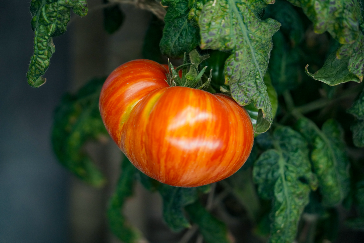 Мои помидоры | Сетка — социальная сеть от hh.ru