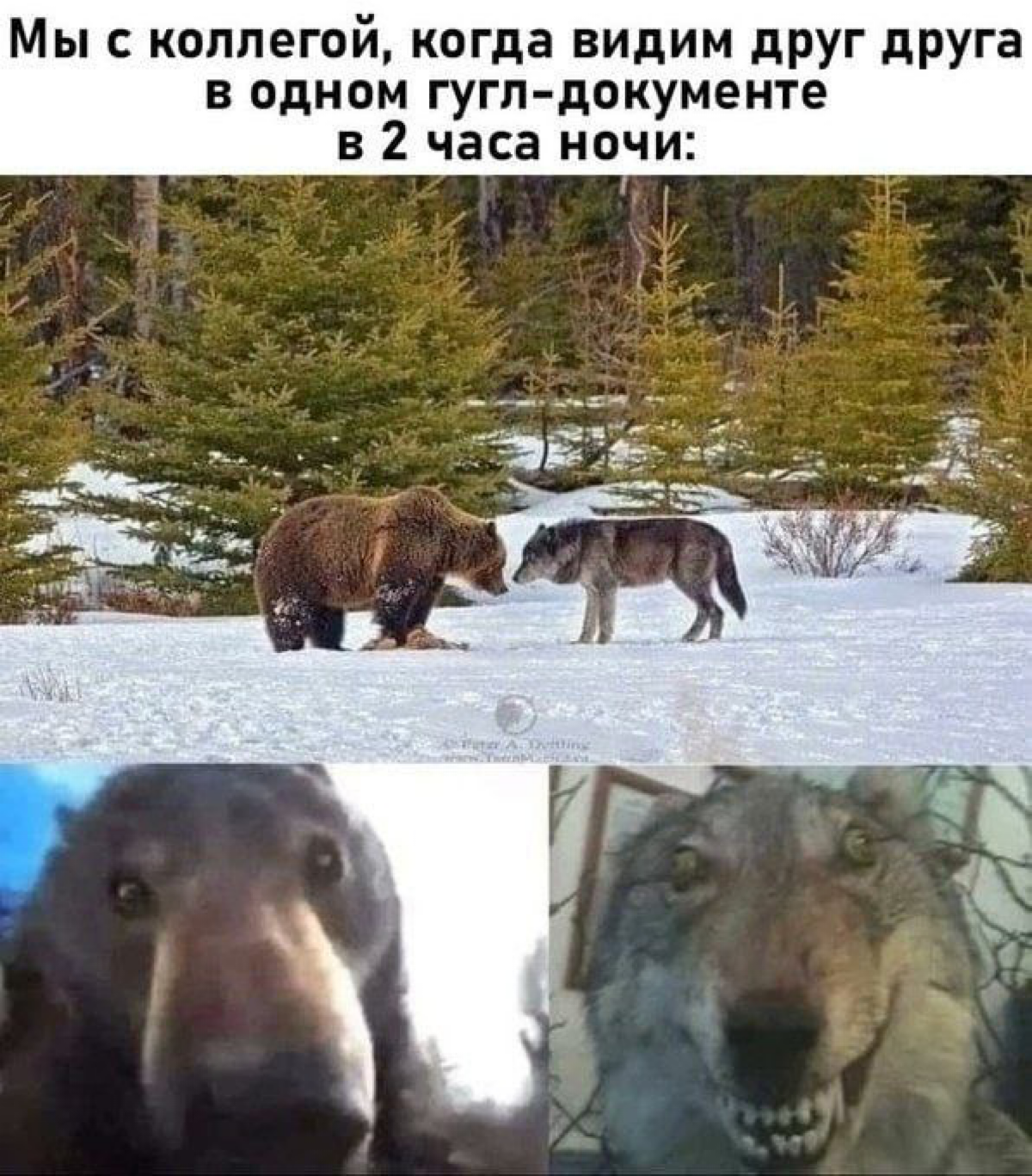 Сетка — социальная сеть от hh.ru