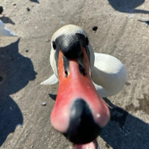 ЧУМАчечий продакт