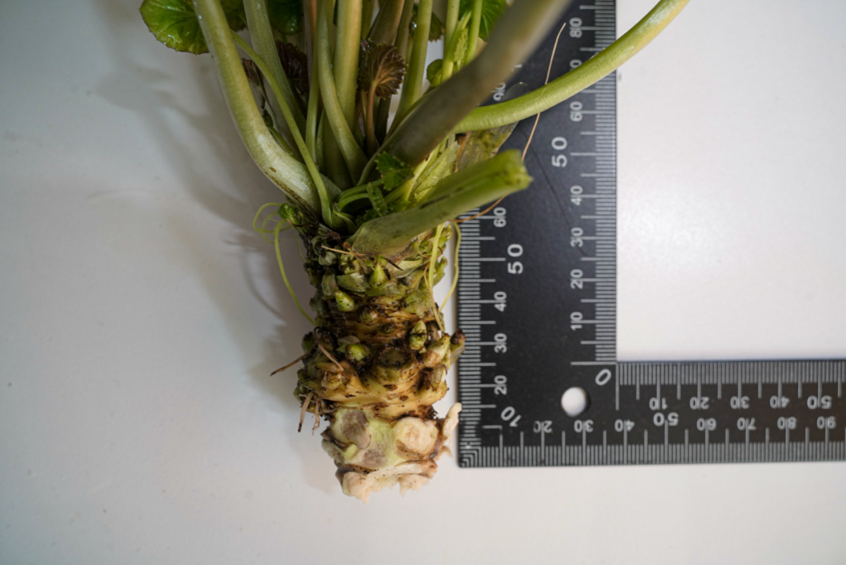 Выкорчевал куст васаби | Сетка — социальная сеть от hh.ru