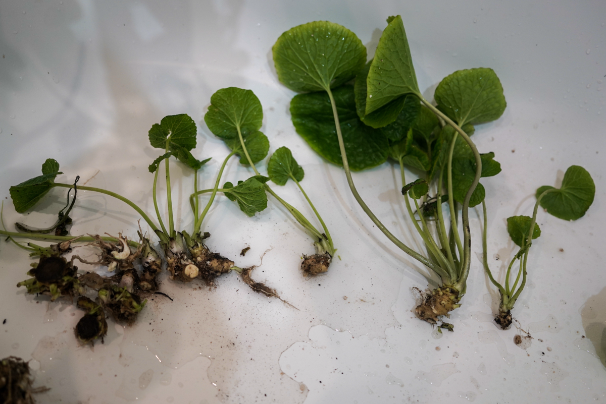 Выкорчевал куст васаби | Сетка — социальная сеть от hh.ru