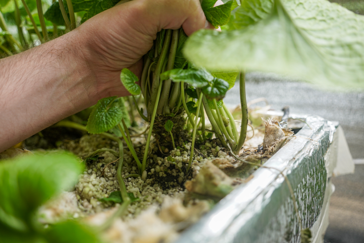 Выкорчевал куст васаби | Сетка — социальная сеть от hh.ru