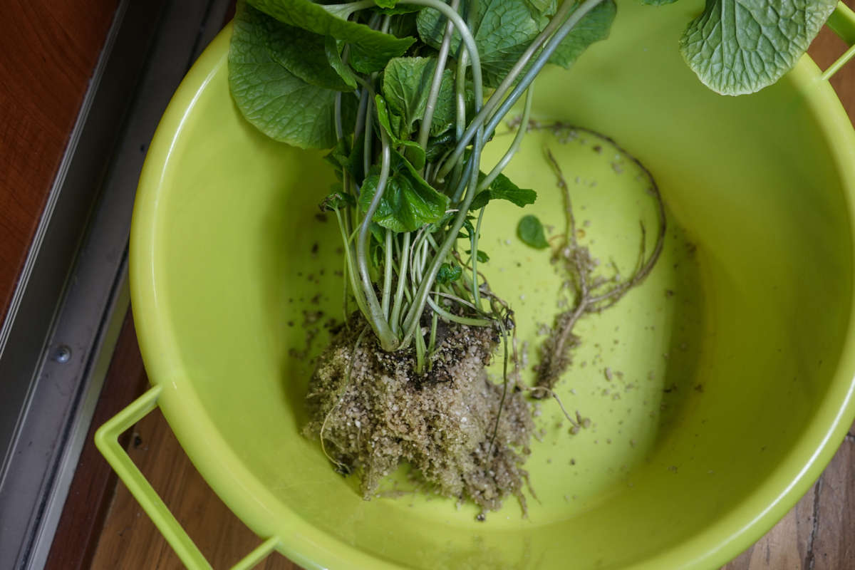 Выкорчевал куст васаби | Сетка — социальная сеть от hh.ru