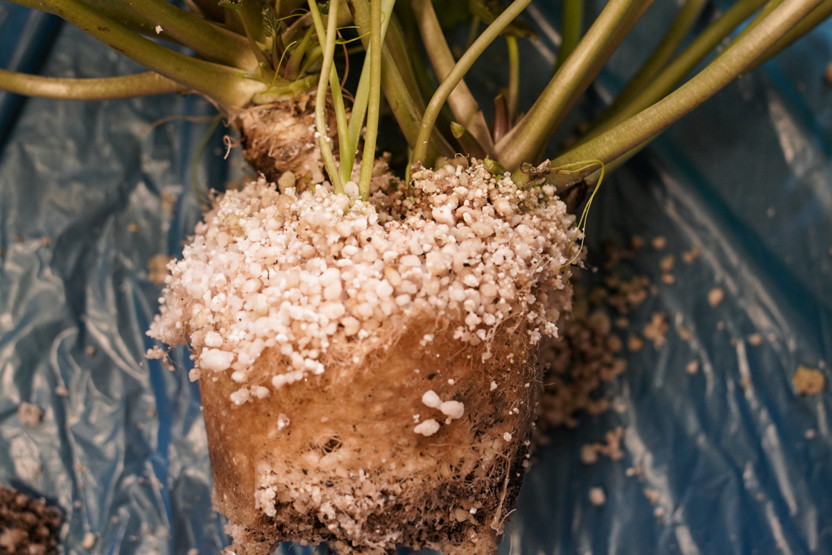 Дорогу нормальным ребятам! | Сетка — социальная сеть от hh.ru