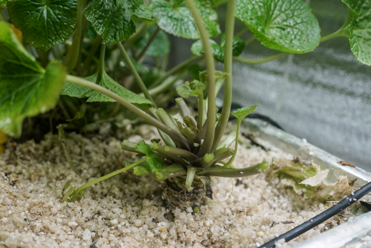 Дорогу нормальным ребятам! | Сетка — социальная сеть от hh.ru