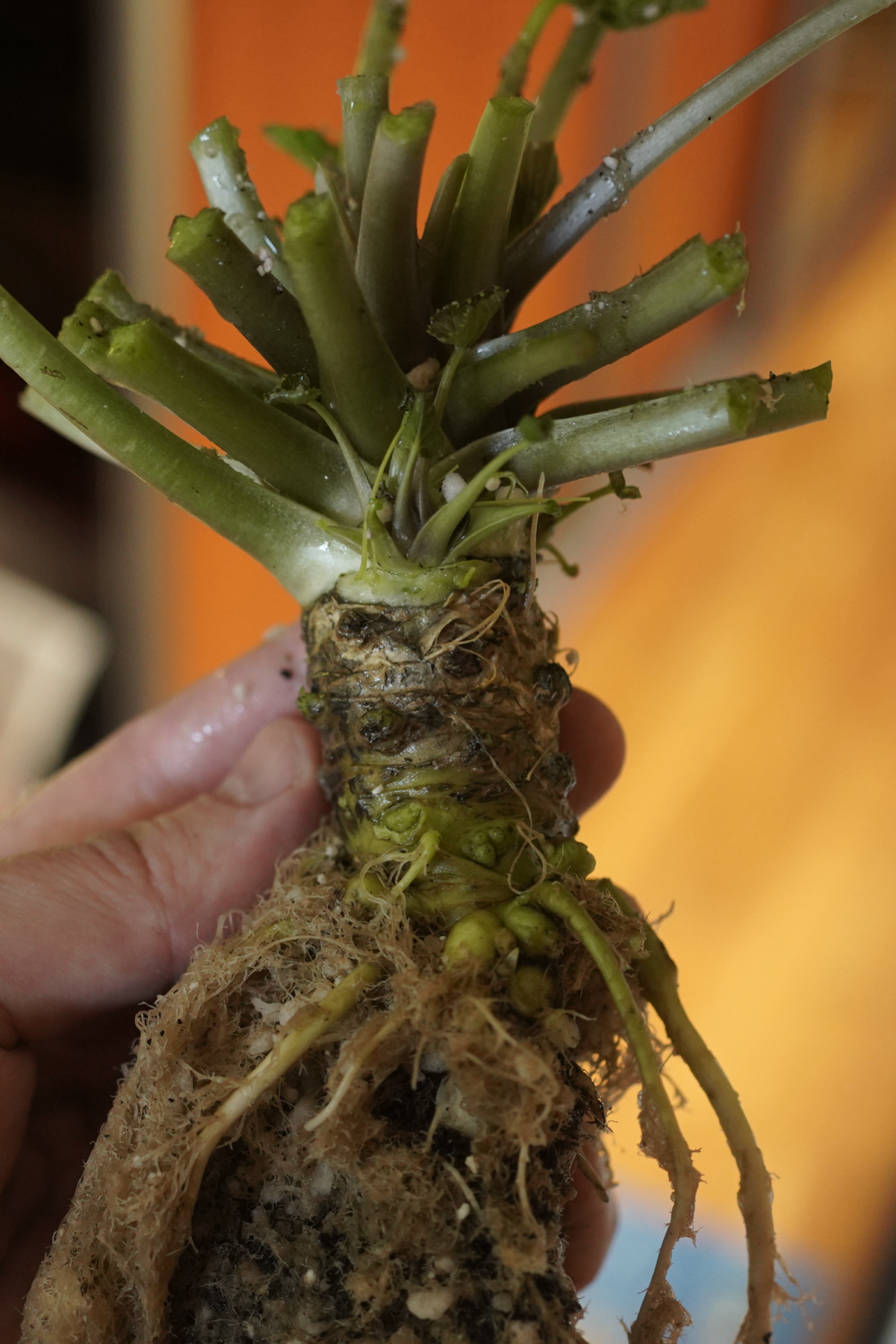 Дорогу нормальным ребятам! | Сетка — социальная сеть от hh.ru