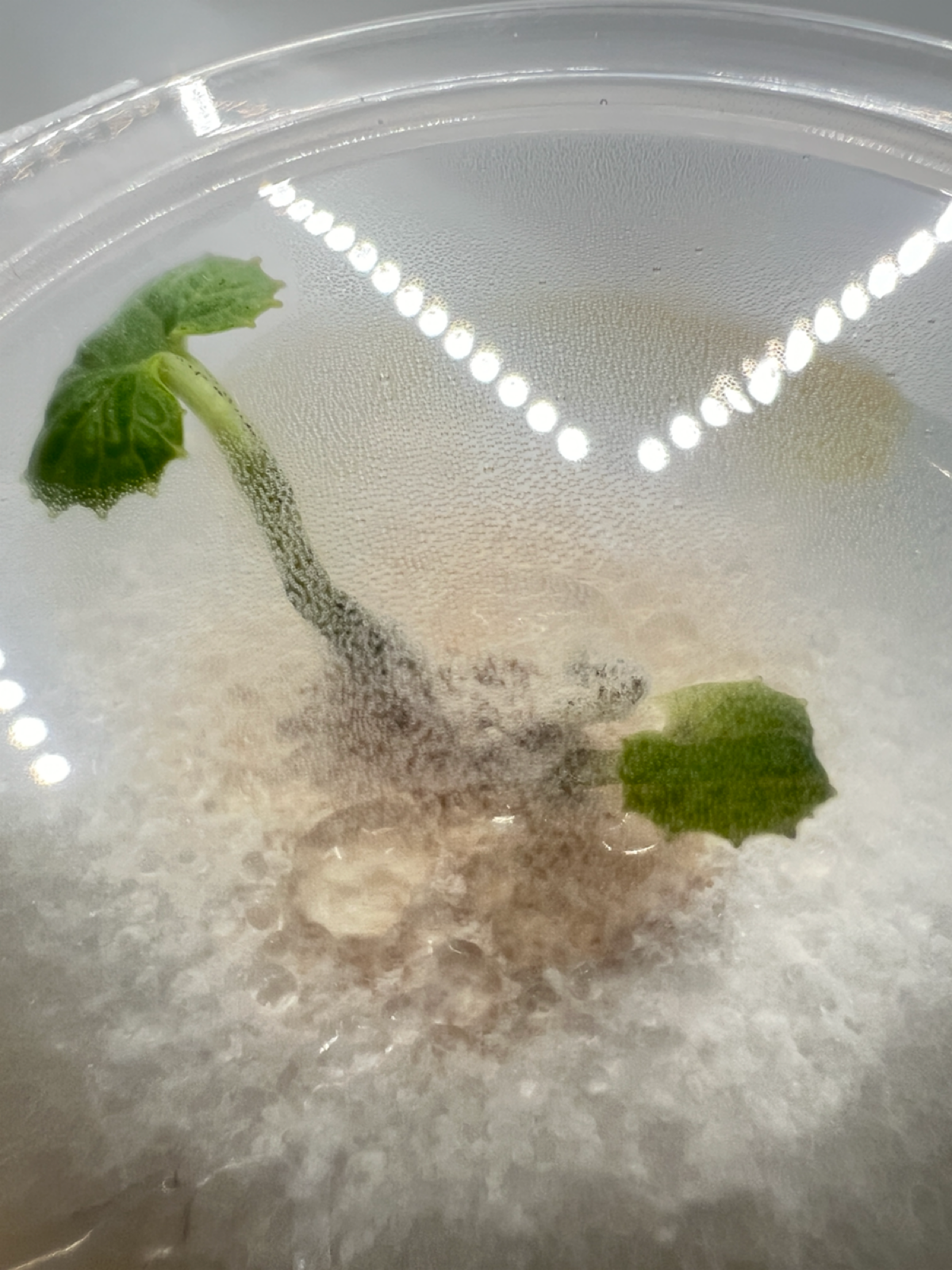 Микроклонирование. Итог эксперимента #6 | Сетка — социальная сеть от hh.ru