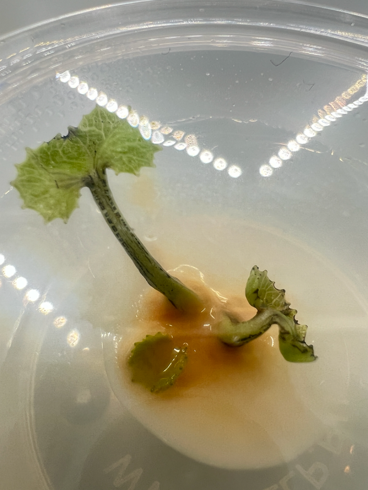 Микроклонирование. Итог эксперимента #6 | Сетка — социальная сеть от hh.ru