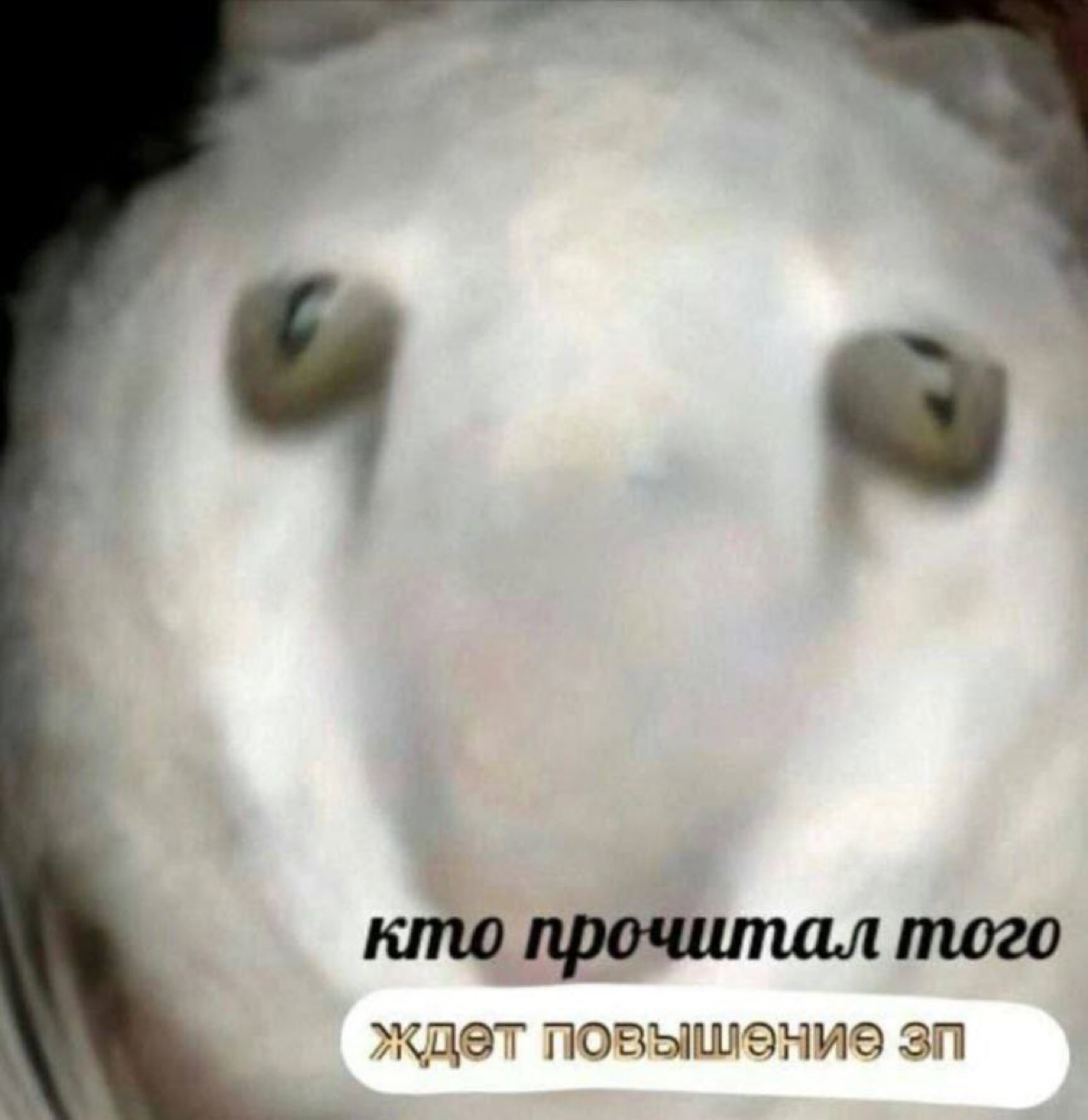 Сетка — социальная сеть от hh.ru