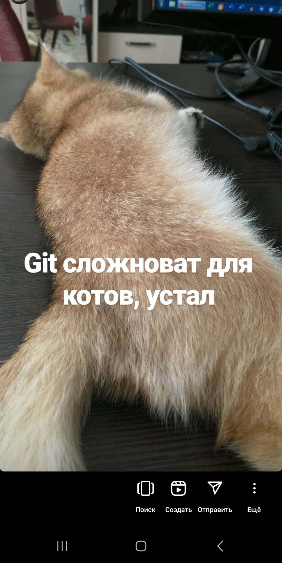 Интернет и соцсети исторически развивались с помощью котиков и ...кхем, эротики. Поэтому предлагаю умилиться с моего воспитанника айтишного котенка. 2019 год | Сетка — социальная сеть от hh.ru