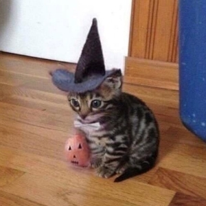 Котики сегодня